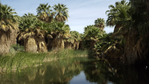 Lush palm trees surround a calm waterway, reflecting greenery under a clear sky.