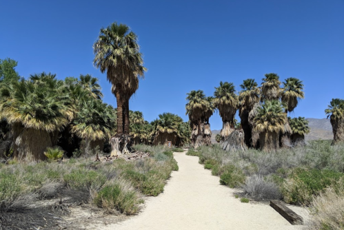 A sandy path winds through a grove of tall palm trees under a clear blue sky. Lush greenery surrounds the area.