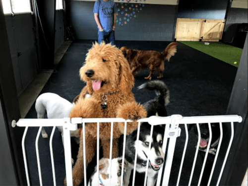 A group of dogs, including a golden doodle and a husky, play behind a gate while a person stands in the background.