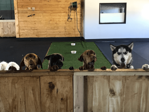 Four dogs of different breeds peeking over a wooden fence, looking curiously into a room with green turf.