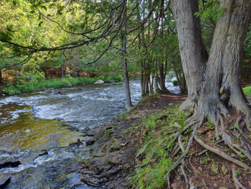A serene river flows beside trees with exposed roots, surrounded by lush greenery and sunlight filtering through the leaves.