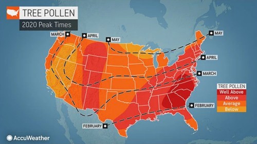 Map of the U.S. showing tree pollen peak times by month for 2020, with color-coded levels of pollen intensity.