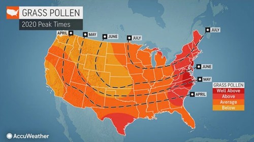 Map of the U.S. showing grass pollen peak times in 2020, with varying levels indicated by color gradients.