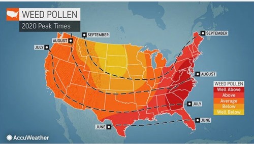 Map showing weed pollen peak times across the U.S. in 2020, with varying levels indicated by color gradients.