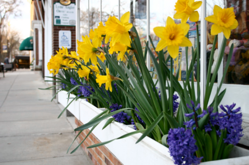 Bright yellow daffodils and purple hyacinths bloom in a flower box along a sidewalk near a storefront.
