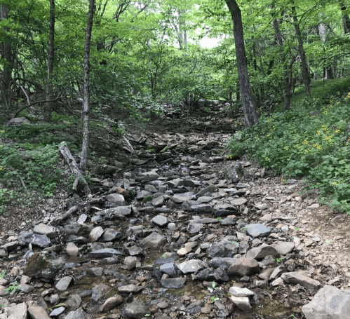 A rocky stream bed surrounded by lush green trees and foliage in a forested area.
