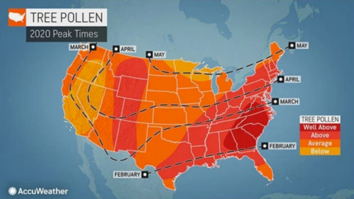 Map of the U.S. showing tree pollen peak times in 2020, with regions marked for varying pollen levels by month.