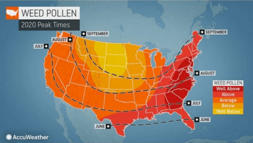 Map of the U.S. showing weed pollen peak times in 2020, with color-coded regions indicating pollen levels by month.