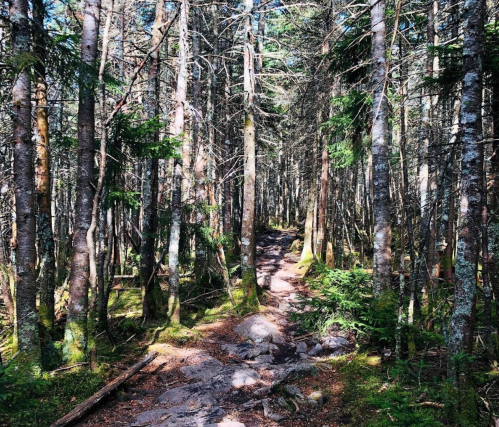 A narrow, rocky path winds through a dense forest of tall trees and lush greenery under bright sunlight.