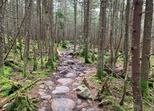 A rocky path winds through a dense forest of tall, slender trees and lush green moss.