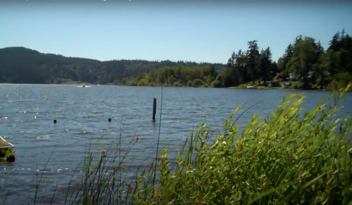A serene lake scene with gentle waves, green grass, and trees lining the shore under a clear blue sky.