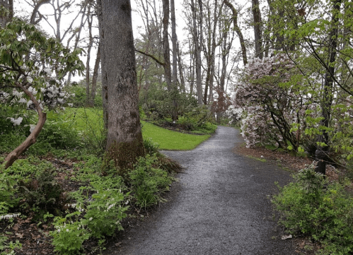 A winding path through a lush garden with blooming flowers and trees on a rainy day.