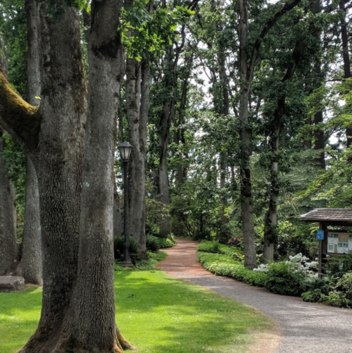 A serene pathway winding through a lush green park, surrounded by tall trees and vibrant foliage.