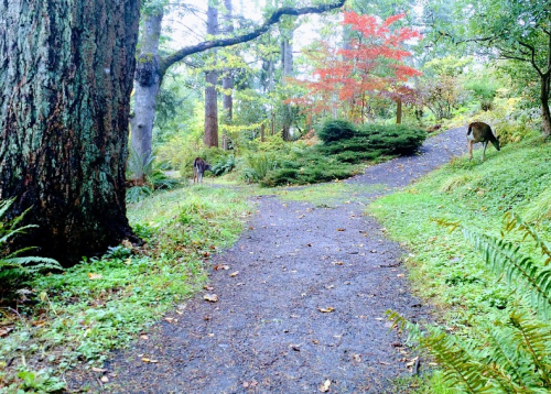 A serene forest path with two deer grazing among lush greenery and colorful autumn foliage.