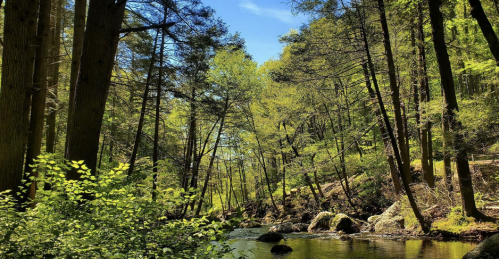 Lush green trees line a serene river, reflecting a clear blue sky in a peaceful forest setting.