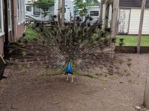 A peacock displaying its vibrant, colorful feathers in a fenced area.