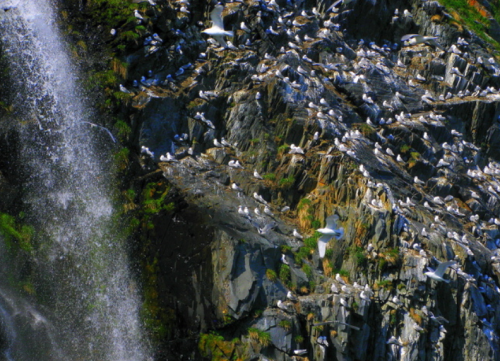 A rocky cliff covered with numerous white birds, with a waterfall cascading nearby.