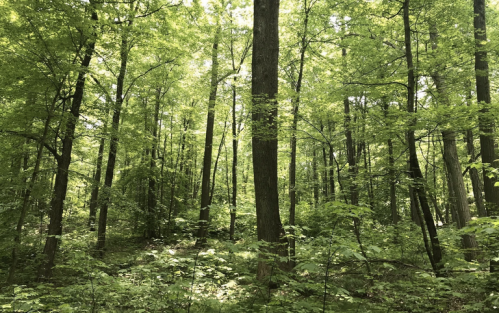 Lush green forest with tall trees and dense foliage, sunlight filtering through the leaves.