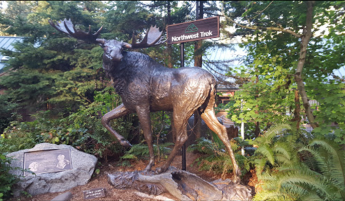 Bronze moose statue at Northwest Trek, surrounded by trees and greenery, with a sign in the background.