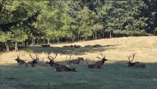 A group of deer with antlers resting in a grassy field surrounded by trees.