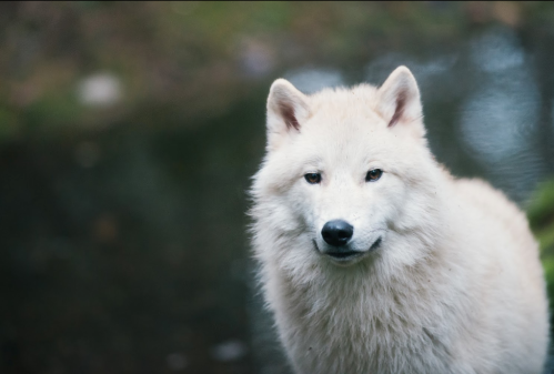A close-up of a white Arctic wolf standing near a body of water, with a soft focus background.