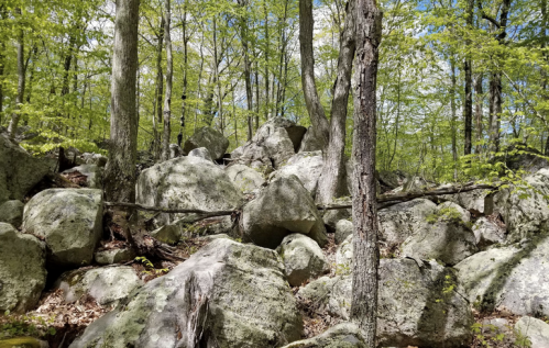 A rocky landscape in a forest, with large boulders scattered among green trees and foliage under a blue sky.