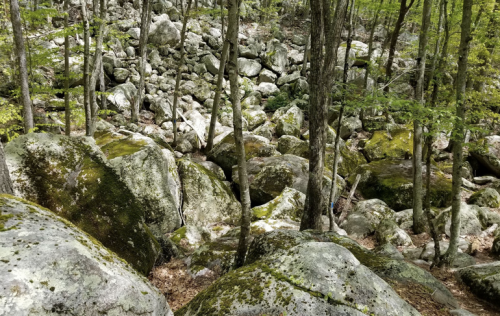 A rocky forest landscape with large moss-covered boulders and trees, creating a natural, serene environment.