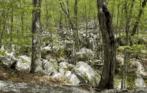 A dense forest scene with green trees and large, moss-covered rocks scattered on the forest floor.