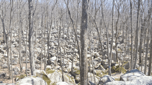 A rocky landscape in a bare forest, with numerous boulders scattered among tall, leafless trees.