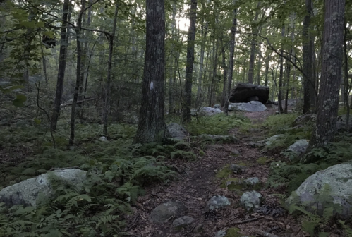 A serene forest path surrounded by trees, rocks, and ferns, with soft light filtering through the foliage.