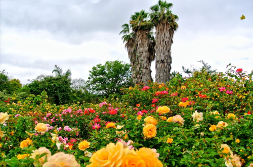 A vibrant garden filled with colorful roses in various shades, with tall palm trees in the background under a cloudy sky.