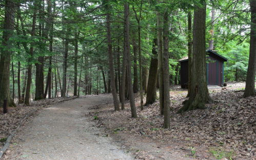 A winding path through a lush green forest, leading to a small cabin among the trees.