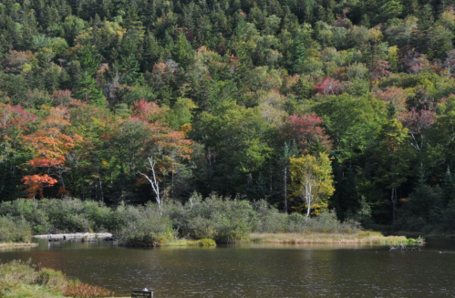 A serene lake surrounded by vibrant autumn foliage and lush green trees.