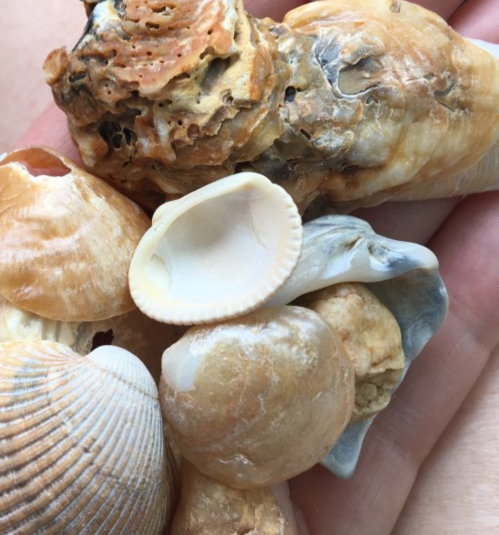 A hand holding various seashells, showcasing different shapes and textures in natural colors.