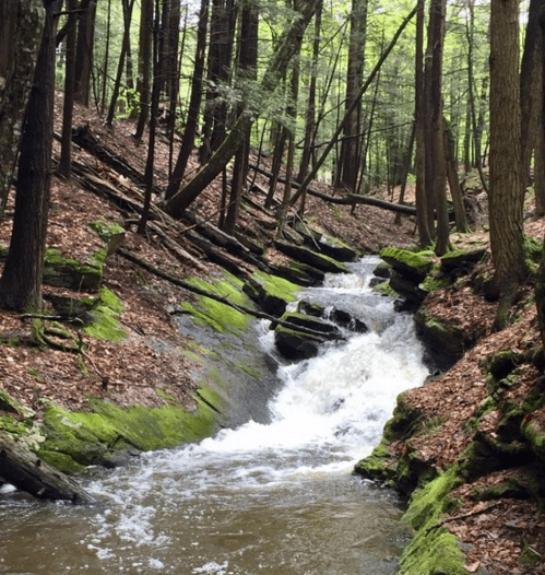 A serene forest scene with a flowing creek surrounded by lush greenery and moss-covered rocks.