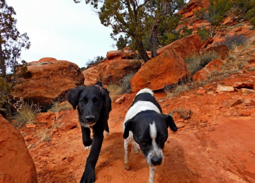 Two dogs, one black and one black-and-white, walk along a rocky, red dirt trail surrounded by boulders and sparse vegetation.
