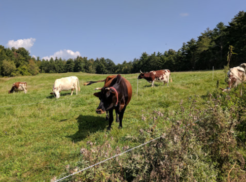 A group of cows grazing in a green field under a clear blue sky, surrounded by trees.