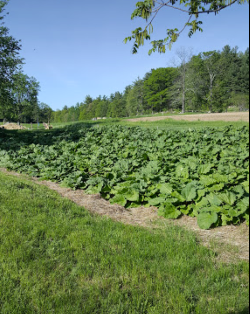 Lush green field of large leafy plants under a clear blue sky, surrounded by trees in the background.