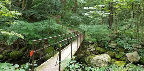 A wooden bridge spans a small stream in a lush, green forest surrounded by trees and foliage.