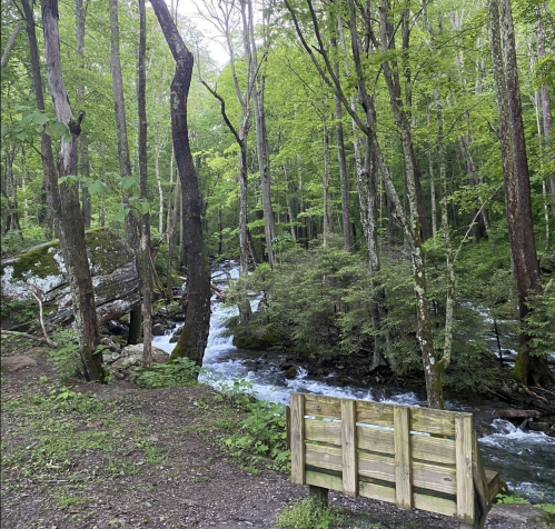 A serene forest scene with a flowing stream and a wooden bench surrounded by lush green trees.