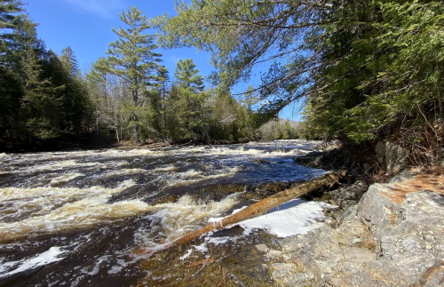 A flowing river surrounded by trees under a clear blue sky, with a log resting on the rocky shore.