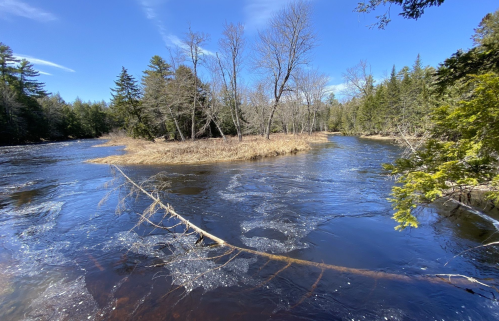A serene river scene with trees lining the banks and a small island of grass in the center under a clear blue sky.
