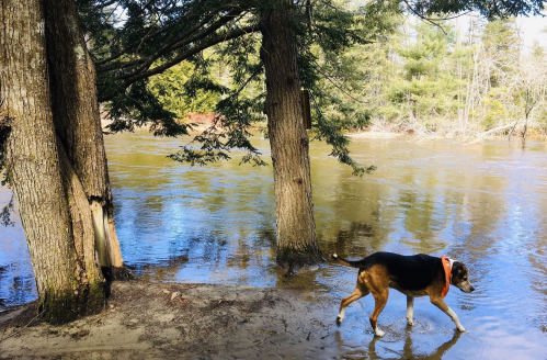 A dog walks along the riverbank, surrounded by trees and calm water on a sunny day.