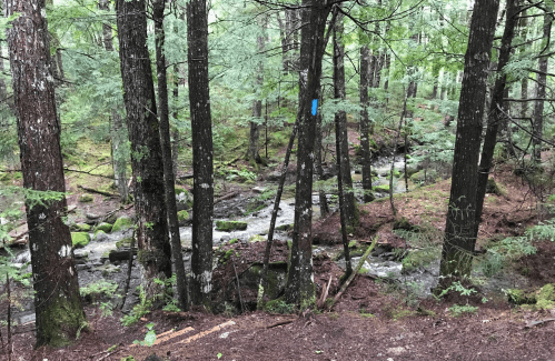 A serene forest scene with tall trees surrounding a small, flowing creek and moss-covered rocks.