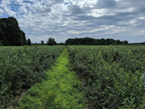 A lush green field of blueberry bushes under a cloudy sky, with a grassy path leading through the rows.