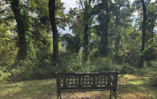A wooden bench facing a lush, green forest with trees and foliage under a partly cloudy sky.