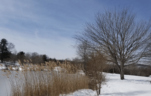 A snowy landscape featuring a bare tree, tall grasses by a pond, and a clear blue sky.