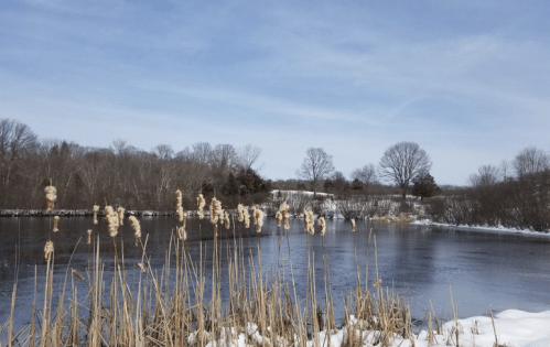 A serene winter scene featuring a frozen pond surrounded by snow-covered land and tall grasses under a blue sky.