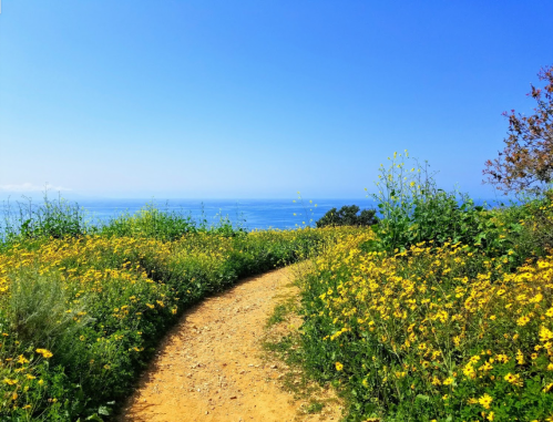 A winding dirt path surrounded by vibrant yellow flowers, leading to a serene ocean view under a clear blue sky.