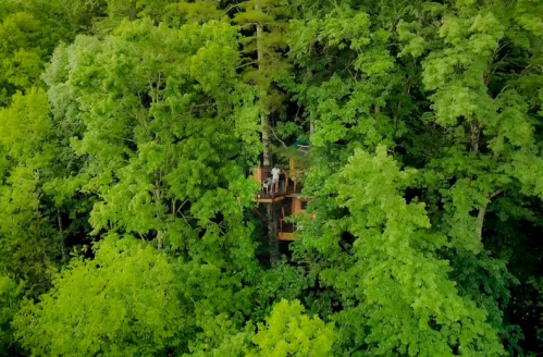 Aerial view of a treehouse nestled among lush green trees in a dense forest.